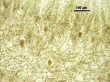 Gontrania lubrica5